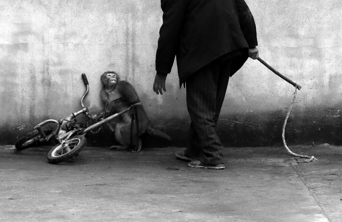 A monkey cowers as its trainer Qi Defang approaches during training for a circus in Suzhou, Anhui province, China.