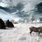 cal in IR si capite fan