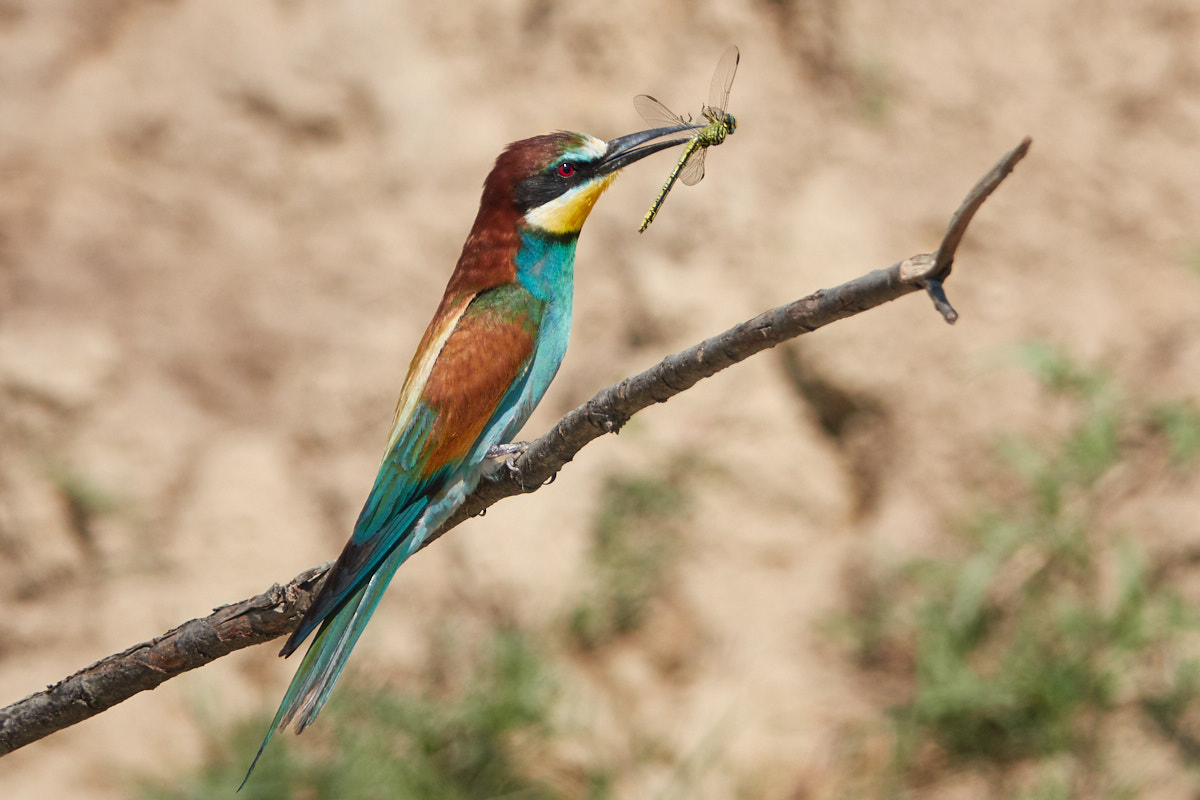Is the Sony RX10 IV a great camera for birds and wildlife? aLLin Popescu