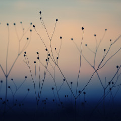 Cinemagraphs – fotografie in miscare