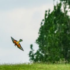 Ce camera sa aleg – Sony a6300 sau a6000?