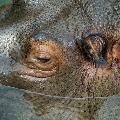 Hands on cu nou lansatele Sony 70-200 f/2.8 GM si Planar 50mm f/1.4