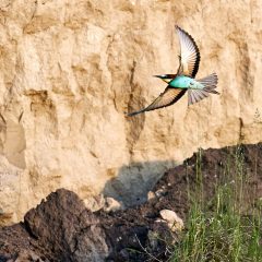 Just this about the Sony A9